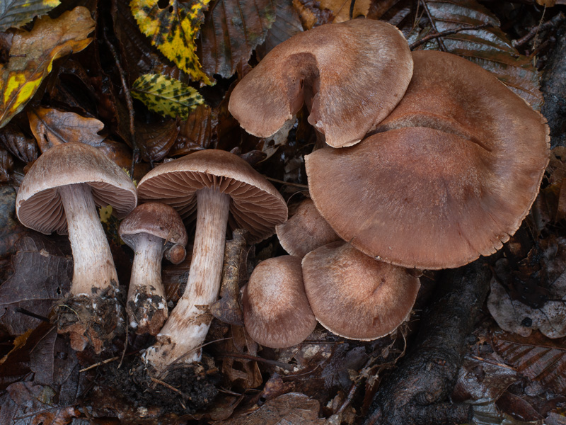 Cortinarius testaceomicaceus